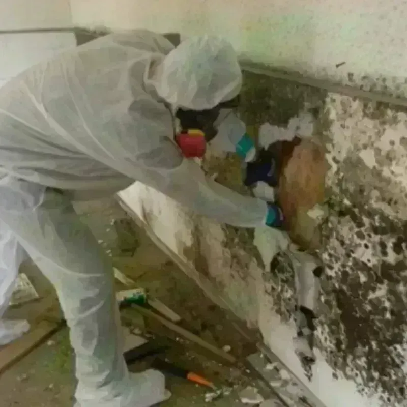 Mold Remediation and Removal in Jay, OK